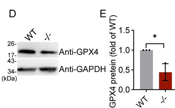 Li Xuehui,et al-1.png