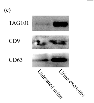 36592588 ET1601-9.png