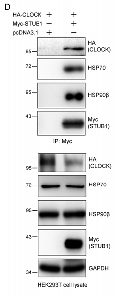 32041778 ET1601-4.png