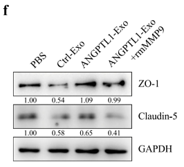 33413536 ET1601-4.png