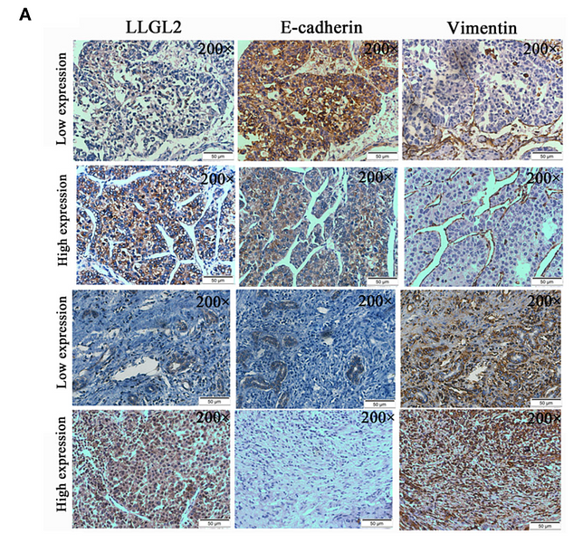 34178676 ET1607-75.png