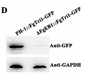 往年补图-28028881- EM1101.png