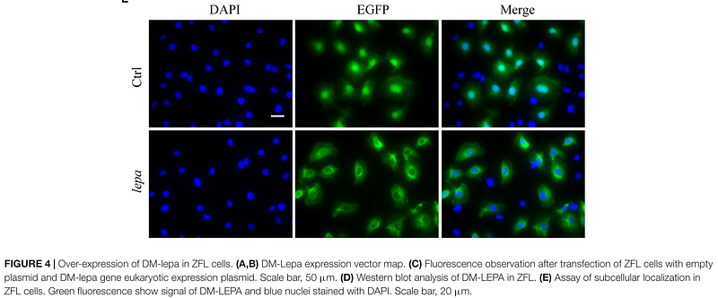 34975517 EM21002.png