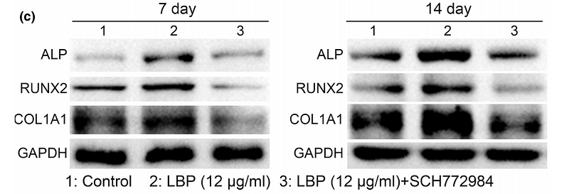 36250230 ET1601-4.png