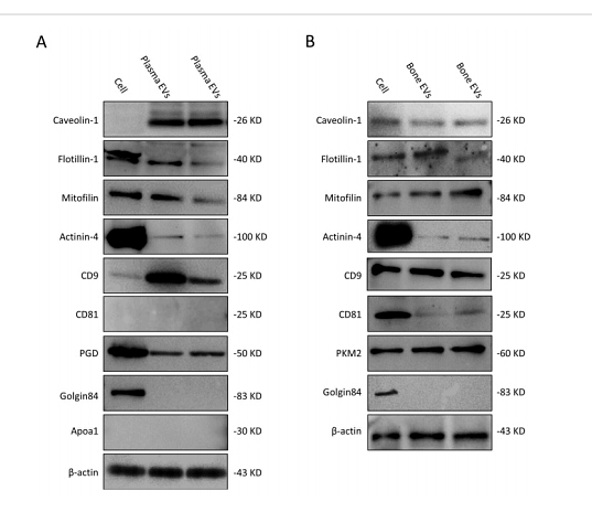 36314805 ET1601-9.png