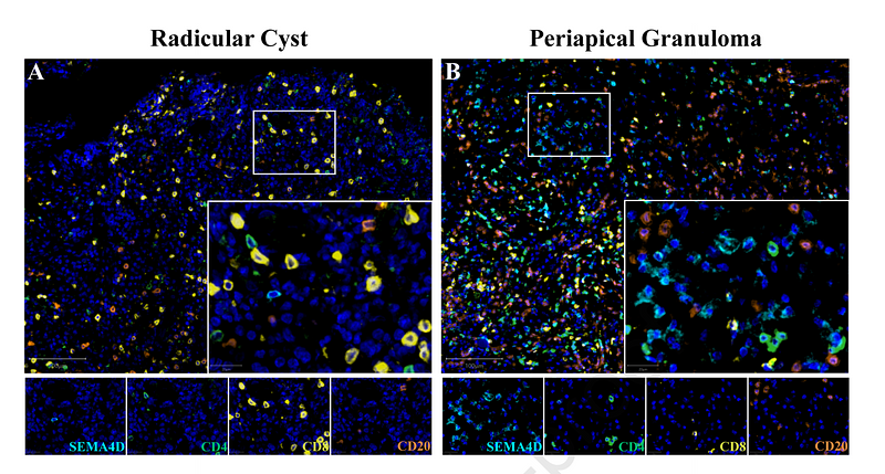 36257402 ET1605-33.png