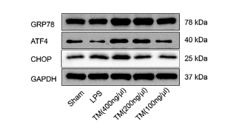 36623760 ET1601-4.png