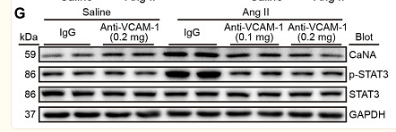 36467095 HA721136.png