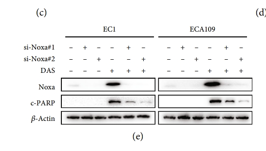 35965681 EM21002.png