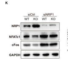 36446758 ET1609-69.png