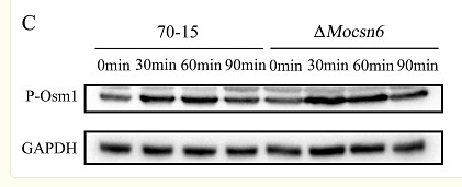 36445131 HA721136.png