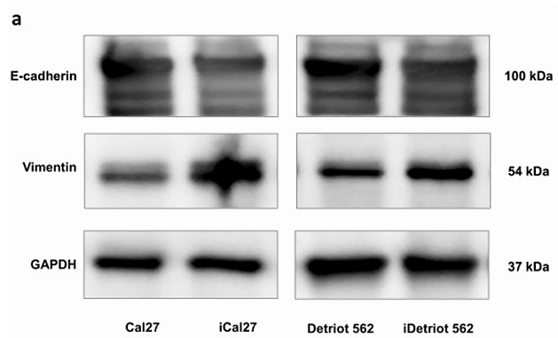 Liu Yangfan,et al-1.png