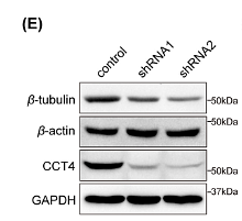 36607310 R1207-1.png