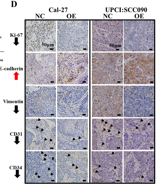 32493454 ET1606-11.png