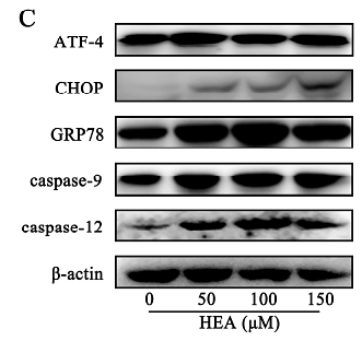 32823628 HA722023-1.png