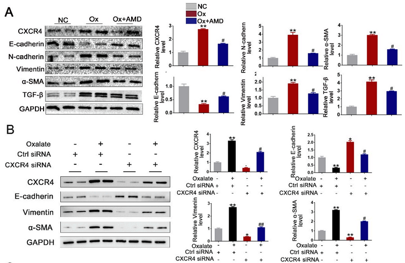 35255299 0407-25.png