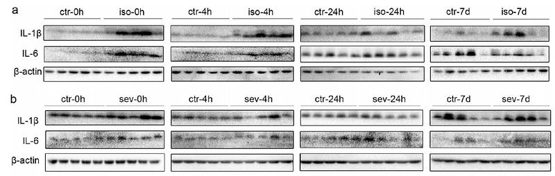 33168900 HA722023-1.png