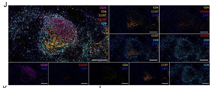 36841416 HA721138.png