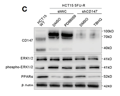 35898887 ET1601-29.png