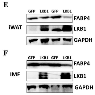 33291665 HA721136.png