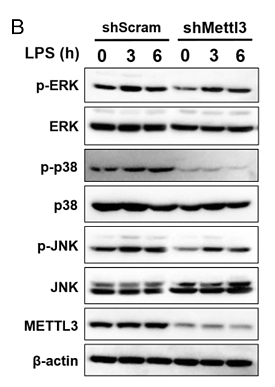 30567729 ET1601-29.png