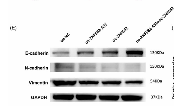 Li Zhupeng,et al-1.png