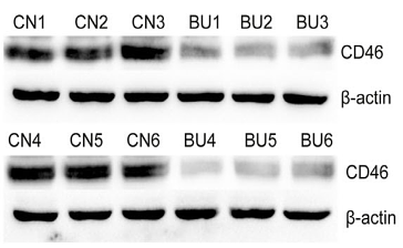 37093132 EM21002.png