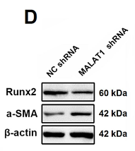 37125614 EM21002.png