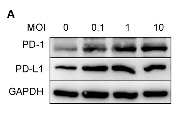 36104974 ET1601-4.png