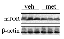 36422837 EM21002.png