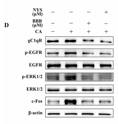 Bao Mengyuan,et al-1.png