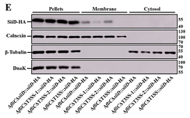 37155697 ET1602-4.png