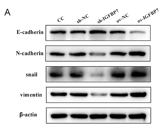 Wang Jinqing,et al-9.png