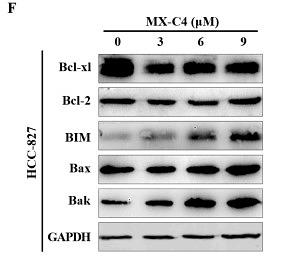 35902040 ET1603-34.jpg