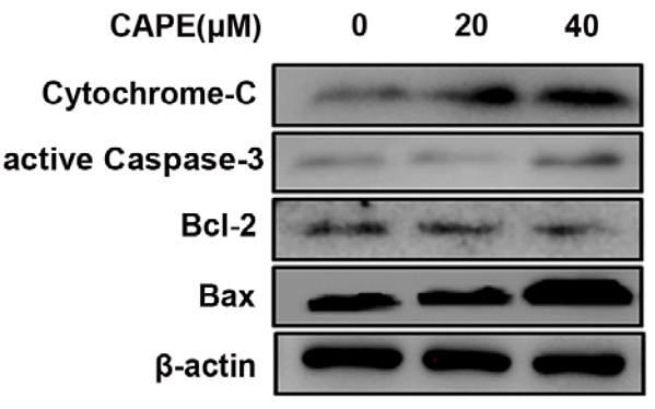 32445454 ET1603-34.jpg