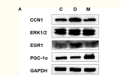 36687680 HA721136.png