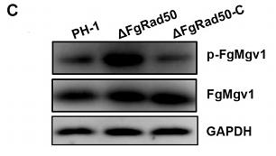 31998262 ET1601-4.jpg