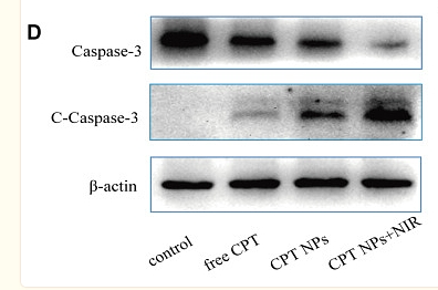 36597434 EM21002.png