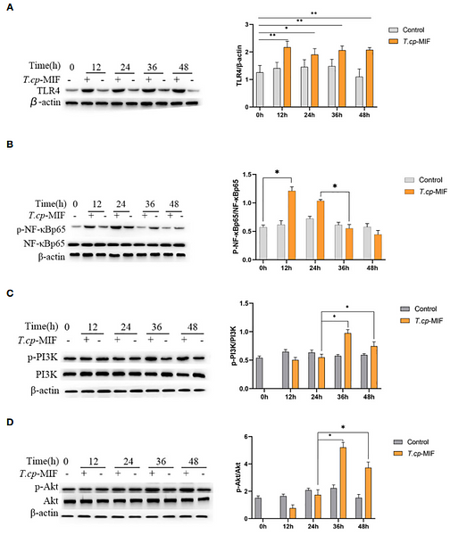 36713445 HA722023.png