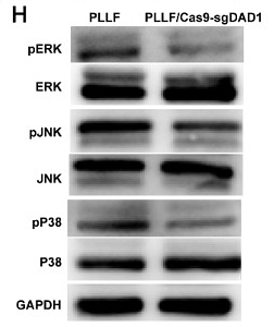 38164146 ET1601-29.tif