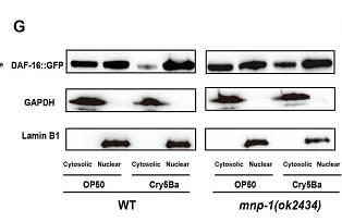 37440595 ET1601-4.jpg