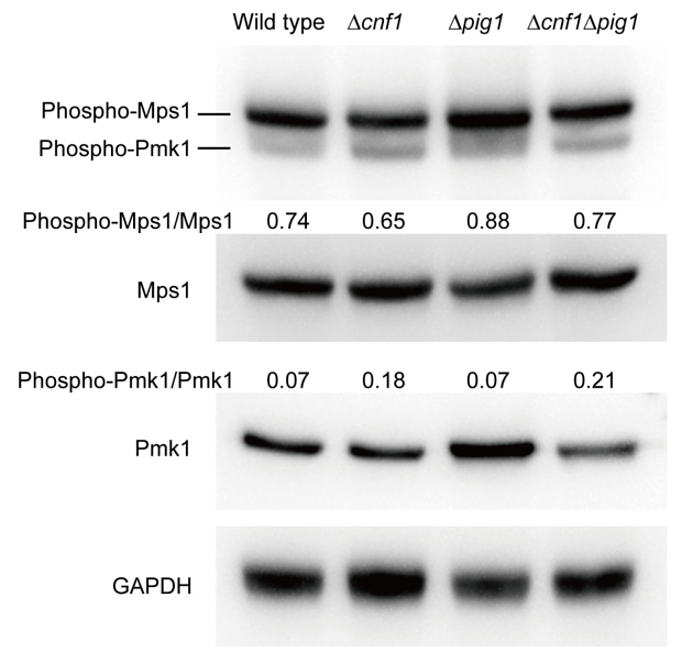 35295315 R1208-3.png