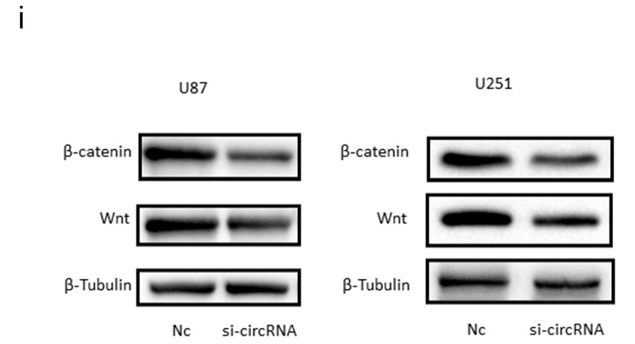 35213267 ET1601-5-1.png