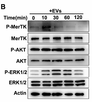 Di Guohui,et al-4.png
